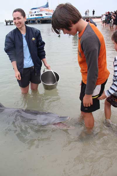 Delfin füttern